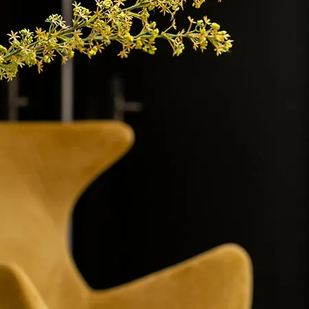 招待所 Blanq Comedias